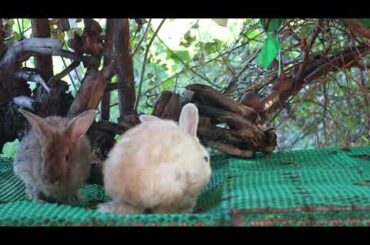 Adorable Brother Feng Love To Eat Cucumber - Cute Rabbit Eating ASMR - Feng Cute Rabbit