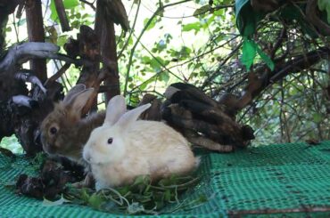 Rabbit Alex and Rabbit Michael Eating So Fast - Cute Rabbit Eating - Meng Rabbit