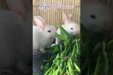 Cute Baby Bunny Rabbit