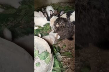 Baby Rabbit Drinking Milk from Her Mother #shorts