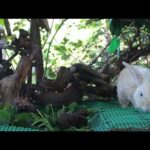Rabbit Eating Spinach For Food - Cute Rabbit Eating ASMR - Feng Cute Rabbit