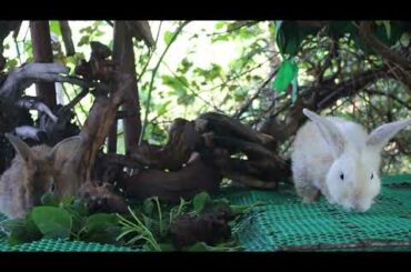 Rabbit Eating Spinach For Food - Cute Rabbit Eating ASMR - Feng Cute Rabbit