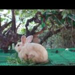 Cute Rabbit Yaya Love Eating Morning Glory Su Much - Rabbit Eating ASMR - Rabbit Family
