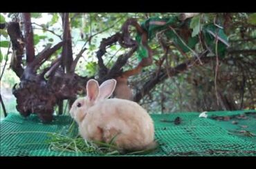 Cute Rabbit Yaya Love Eating Morning Glory Su Much - Rabbit Eating ASMR - Rabbit Family