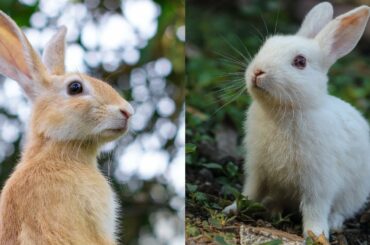 Funny Rabbit & Cute Baby Rabbit Videos   Baby Animal Video Compilation 2021