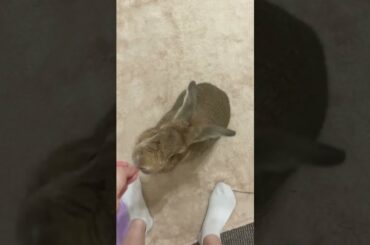 Bunnies are Smart Too! Cute Rabbit and Rottweiler Do Tricks #Shorts