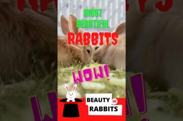 Cute rabbit breeds | Small Bunny Rabbits #shorts #shortvideo #youtubeshorts #trending