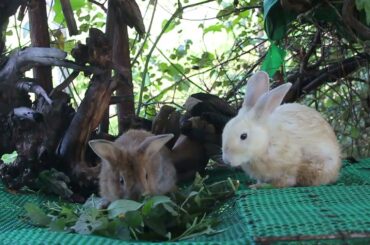 Lovely Bunny Rabbit Eating Vegetable - Cute Rabbit Eating - Meng Rabbit