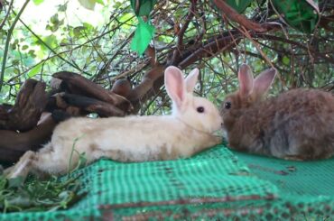 Rabbit Alex and Gigi Love Eating Morning Glory For Dinner - Cute Rabbit Eating ASMR