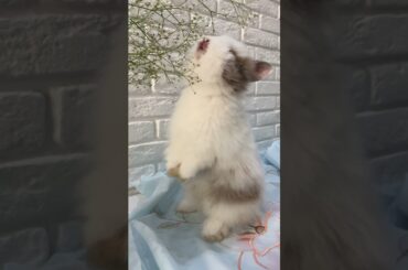Cute Rabbit Eating Plant #Shorts #Rabbit