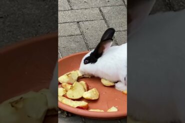Cute Rabbit / Rabit eating funny cute video #cuterabbit #shorts