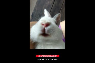 My Cute  Bunny #SHORTS