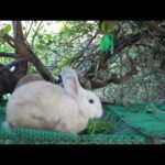 Rabbit Loves Eating Strawberry - Cute Rabbit Eating ASMR - Panha Rabbit