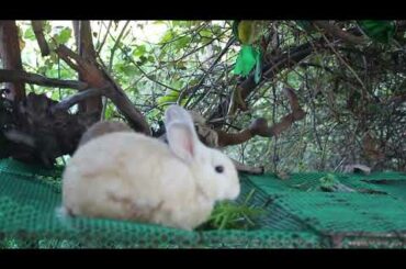 Rabbit Loves Eating Strawberry - Cute Rabbit Eating ASMR - Panha Rabbit