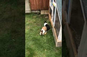 Funny and Cute Baby Bunny Rabbit Videos | Baby Animal Video Compilation | #Shorts #13