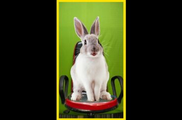 Cute Rabbit | #Shorts Video