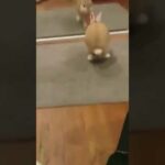 Cute Rabbit | Funny Pet Videos | Cute Pet Videos | Animals Fame | #Shorts