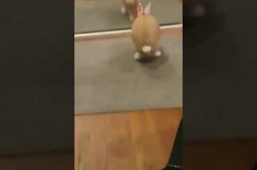 Cute Rabbit | Funny Pet Videos | Cute Pet Videos | Animals Fame | #Shorts
