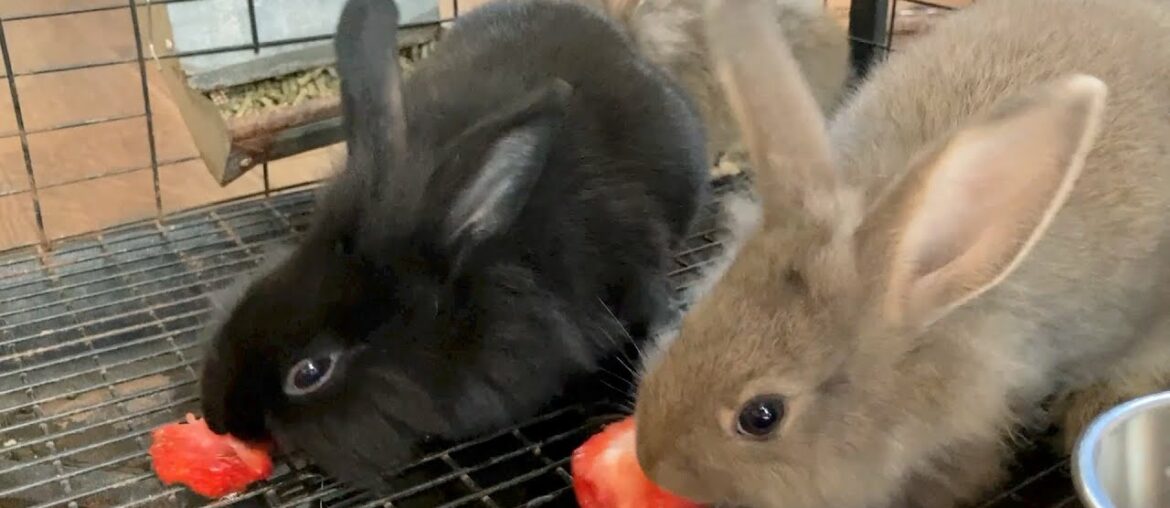 Our Cute Baby Rabbits Eating Fresh Strawberries! | Cute Bunny Rabbit Video