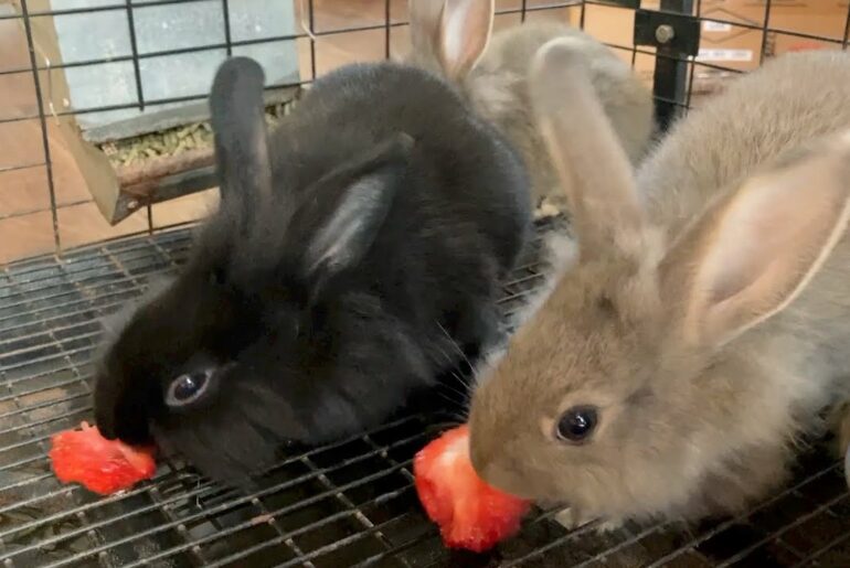 Our Cute Baby Rabbits Eating Fresh Strawberries! | Cute Bunny Rabbit Video