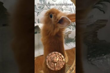 Funny and Cute Baby Bunny Rabbit Videos | Baby Animal Video Compilation | #Shorts #21