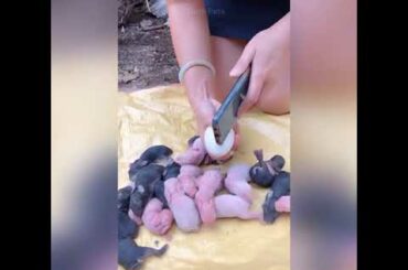 Baby rabbit #cute #pet #shorts
