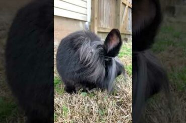 SOO CUTE - CUTE RABBIT - #shorts