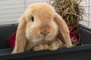 Cute Bunny Doing Funny Things - Rabbit Playing With Ball - Cute & Funny Baby Bunny Rabbit Videos