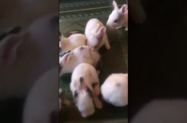 Cute baby rabbit