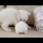 Baby Kitten And Baby Bunny Compilation | Kitten & Bunny Funny | Cute Baby Bunny | Cute Baby Kitten