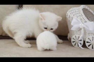 Baby Kitten And Baby Bunny Compilation | Kitten & Bunny Funny | Cute Baby Bunny | Cute Baby Kitten