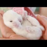 Rabbit Songs |  Funny Rabbit | Baby Rabbit Compilation | Baby Rabbit Songs | Cute Baby  Rabbit