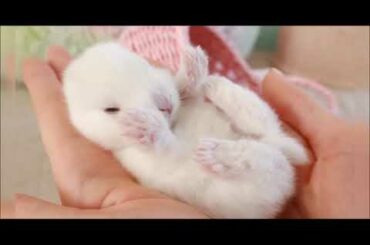 Rabbit Songs |  Funny Rabbit | Baby Rabbit Compilation | Baby Rabbit Songs | Cute Baby  Rabbit