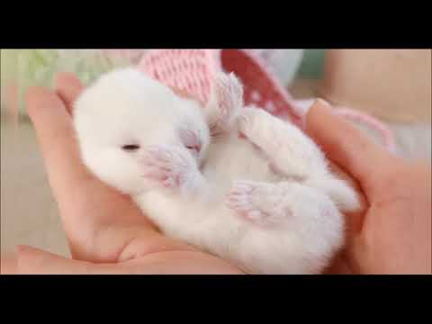 Rabbit Songs | Funny Rabbit | Baby Rabbit Compilation | Baby Rabbit Songs | Cute Baby Rabbit Rabbit Songs | Funny Rabbit | Baby Rabbit Compilation | Baby Rabbit Songs | Cute Baby Rabbit