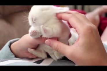 Baby Rabbit Compilation | Rabbit Songs |  Funny Rabbit | Baby Rabbit Songs | Cute Baby  Rabbit