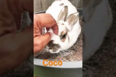 Cute Bunny #shorts #rabbit #bunny
