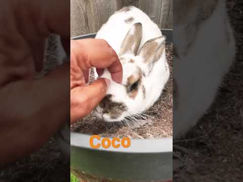 Cute Bunny #shorts #rabbit #bunny Cute Bunny #shorts #rabbit #bunny