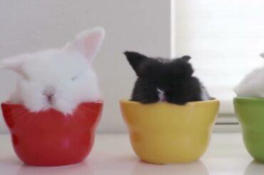 Funny Rabbit | Baby Rabbit Compilation | Baby Bunny Songs | Cute Bunny | Baby Rabbits