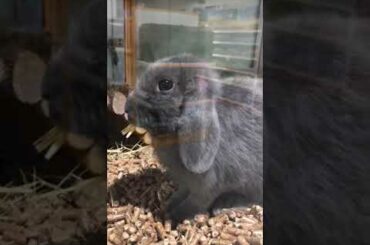 Baby Bunny cute