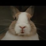 Rare & cute bunny moment compilation
