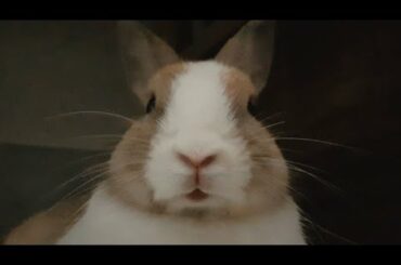 Rare & cute bunny moment compilation