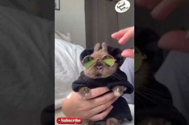 Funny and cute baby bunny Rabbit video-Baby animal video compilation-2 #animallovers #rabbit #shorts
