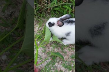 Two-colored rabbit, Cute baby rabbit, Baby rabbits are eating, ORAORA Official