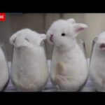 Baby Rabbit Compilation | Cute Baby  Rabbit | Bunny Songs | Baby Rabbit Songs | Funny Rabbit
