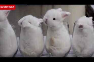 Baby Rabbit Compilation | Cute Baby  Rabbit | Bunny Songs | Baby Rabbit Songs | Funny Rabbit