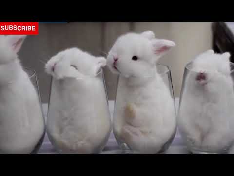 Baby Rabbit Compilation | Cute Baby  Rabbit | Bunny Songs | Baby Rabbit Songs | Funny Rabbit
