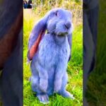 cute bunny | funny bunny videos | #shorts