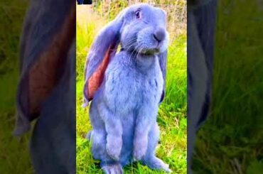 cute bunny | funny bunny videos | #shorts