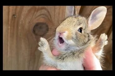 Caught another screaming baby bunny