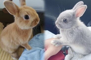 Cute Rabbit Doing Funny Things - Cute Rabbit Funny Videos - Cute Rabbit Playing With Cute Toys